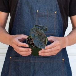 Alocasia 'Red Mambo' - 4" Pot -House Plant Shop 4 ALOCASIA RED.MAMBO 3