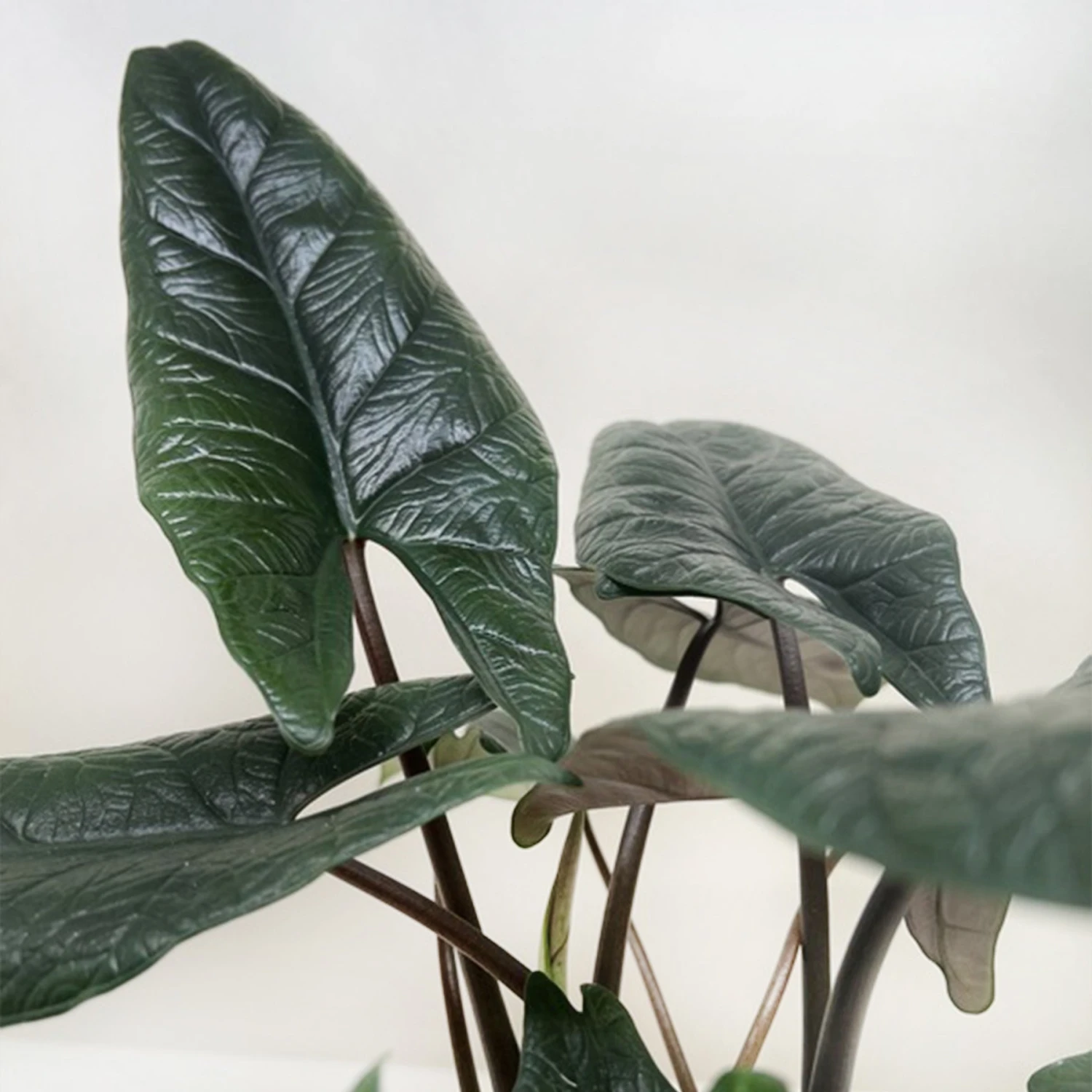 Alocasia 'Scalprum' 2 Alocasia 'Scalprum' - Image 2