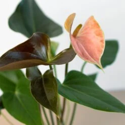 Anthurium Rainbow Champion - 4" Pot -House Plant Shop 4 ANTHURIUM RAINBOW 2