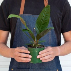 Anthurium 'Superbum' -House Plant Shop 4 ANTHURIUM SUPERBUM 3