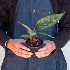 Apoballis 'Purple Sword' -House Plant Shop 4 APOBALLIS PURPLE.SWORD 3