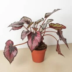 Begonia 'Rex' - 4 Pack Variety -House Plant Shop 4 BEGONIA REX 1