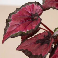 Begonia 'Rex' - 4 Pack Variety -House Plant Shop 4 BEGONIA REX 1 2 3b578d67 93cf 4329 8247 074054cf10a0