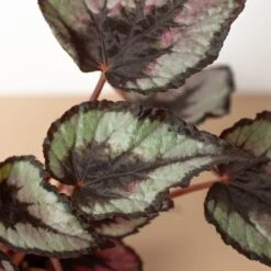 Begonia 'Rex' - 4 Pack Variety -House Plant Shop 4 BEGONIA REX 2