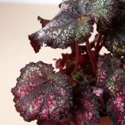 Begonia 'Rex' - 4 Pack Variety -House Plant Shop 4 BEGONIA REX 2 2