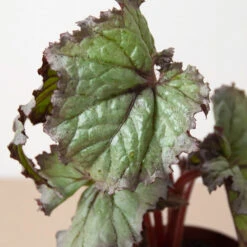 Begonia 'Rex' - 4 Pack Variety -House Plant Shop 4 BEGONIA REX 2 4