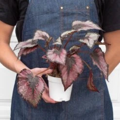 Begonia 'Rex' - 4 Pack Variety -House Plant Shop 4 BEGONIA REX 3