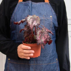 Begonia 'Rex' - 4 Pack Variety -House Plant Shop 4 BEGONIA REX 3 2 92d62d21 2229 4f2d 9650 1e46e64e6761