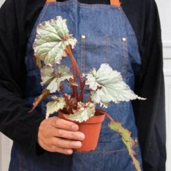 Begonia 'Rex' - 4 Pack Variety -House Plant Shop 4 BEGONIA REX 3 4 3f607397 3121 4bff 96a5 c08867ca50fc