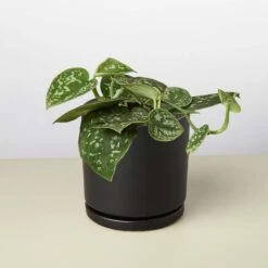 Pothos 'Satin' -House Plant Shop 4 BLACK CYLINDER POTHOS SATIN