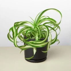 Spider Plant 'Bonnie' 23 Spider Plant 'Bonnie' -House Plant Shop 4 BLACK CYLINDER SPIDER PLANT BONNIE b8adf881 bffa 445a a6e8 fd33d4ed5127