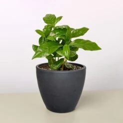 Arabica Coffee -House Plant Shop 4 BLACK ECO POT ARABICA COFFEE