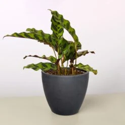 Calathea Lancifolia 'Rattlesnake' -House Plant Shop 4 BLACK ECO POT CALATHEA RATTLESNAKE