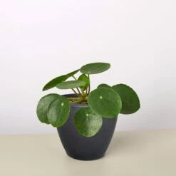 Pilea Peperomioides 'Chinese Money' -House Plant Shop 4 BLACK ECO POT CHINESE MONEY f50fcc7c 8648 437d 8e6a ebe75e523b6b