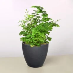 Maidenhair Fern -House Plant Shop 4 BLACK ECO POT FERN MAIDENHAIR