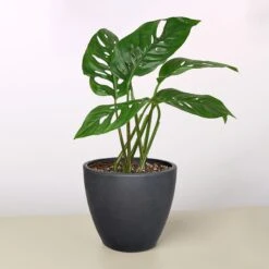 Monstera Adansonii 'Swiss Cheese' -House Plant Shop 4 BLACK ECO POT MONSTERA SWISS.CHEESE