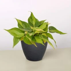 Philodendron 'Brasil' -House Plant Shop 4 BLACK ECO POT PHILODENDRON BRASIL