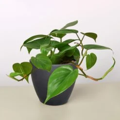 Philodendron Cordatum 'Heartleaf' -House Plant Shop 4 BLACK ECO POT PHILODENDRON HEARTLEAF