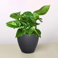 Pothos 'Golden' -House Plant Shop 4 BLACK ECO POT POTHOS GOLDEN