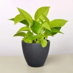 Pothos 'Neon' -House Plant Shop 4 BLACK ECO POT POTHOS NEON