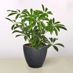 Schefflera Arboricola -House Plant Shop 4 BLACK ECO POT SCHEFFLERA ARBORICOLA
