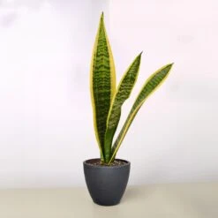 Snake Plant 'Laurentii' -House Plant Shop 4 BLACK ECO POT SNAKE LAURENTII