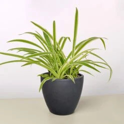 Spider Plant 'Reverse' -House Plant Shop 4 BLACK ECO POT SPIDER REVERSE