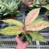 Chinese Evergreen 'Karat'