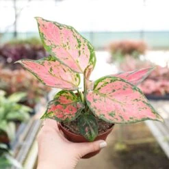 Chinese Evergreen 'Lady Valentine' -House Plant Shop 4 CHINESE EVERGREEN LADY.VALENTINE 4