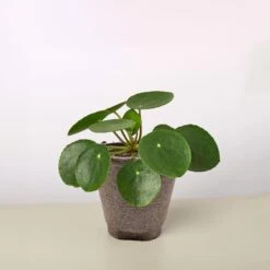 Pilea Peperomioides 'Chinese Money' -House Plant Shop 4 COW POT CHINESE MONEY abce62b0 33c1 43d6 afd4 34d0de52d3c0