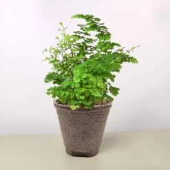 Maidenhair Fern -House Plant Shop 4 COW POT FERN MAINDENHAIR fff488aa 7b05 4159 b13e 724abef876a2