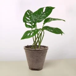 Monstera Adansonii 'Swiss Cheese' -House Plant Shop 4 COW POT MONSTERA SWISS.CHEESE