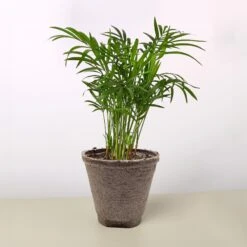 Parlor Palm -House Plant Shop 4 COW POT PARLOR PALM
