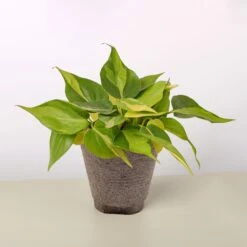 Philodendron 'Brasil' -House Plant Shop 4 COW POT PHILODENDRON BRASIL