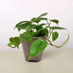 Philodendron Cordatum 'Heartleaf' -House Plant Shop 4 COW POT PHILODENDRON HEARTLEAF