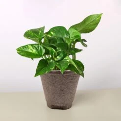 Pothos 'Golden' -House Plant Shop 4 COW POT POTHOS GOLDEN