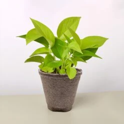 Pothos 'Neon' -House Plant Shop 4 COW POT POTHOS NEON