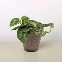 Pothos 'Satin' -House Plant Shop 4 COW POT POTHOS SATIN