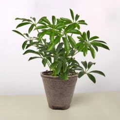 Schefflera Arboricola -House Plant Shop 4 COW POT SCHEFFLERA ARBORICOLA