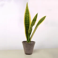 Snake Plant 'Laurentii' -House Plant Shop 4 COW POT SNAKE LAURENTII