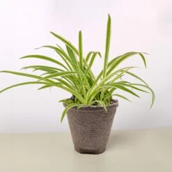 Spider Plant 'Reverse' -House Plant Shop 4 COW POT SPIDER REVERSE