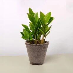 Zamioculcas Zamiifolia 'ZZ' 31 Zamioculcas Zamiifolia 'ZZ' -House Plant Shop 4 COW POT ZZ PLANT