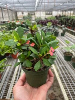 Crown Of Thorns -House Plant Shop 4 CROWN.OF .THORN RED TEMP 5.16.24 f72095de b904 4779 bbe5 52cf09e45277