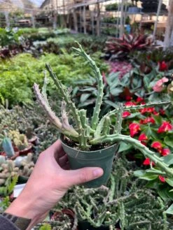 Lifesaver Cactus -House Plant Shop 4 CactusLifesaver