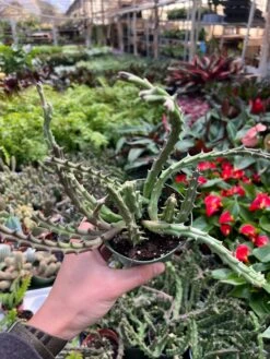 Lifesaver Cactus -House Plant Shop 4 CactusLifesaver 2
