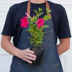 Dipladenia Premier Hot Pink -House Plant Shop 4 DIPLADENIA PREMIER.HOT .PINK 3