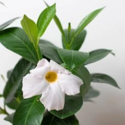 Dipladenia Premier Hot Pink -House Plant Shop 4 DIPLADENIA PREMIER.WHITE 2