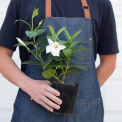 Dipladenia Premier Hot Pink -House Plant Shop 4 DIPLADENIA PREMIER.WHITE 3