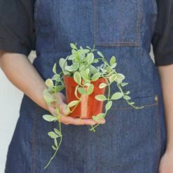 Succulent Dischidia Cascade -House Plant Shop 4 DISCHIDIA CASCADE.VARIEGATED 3