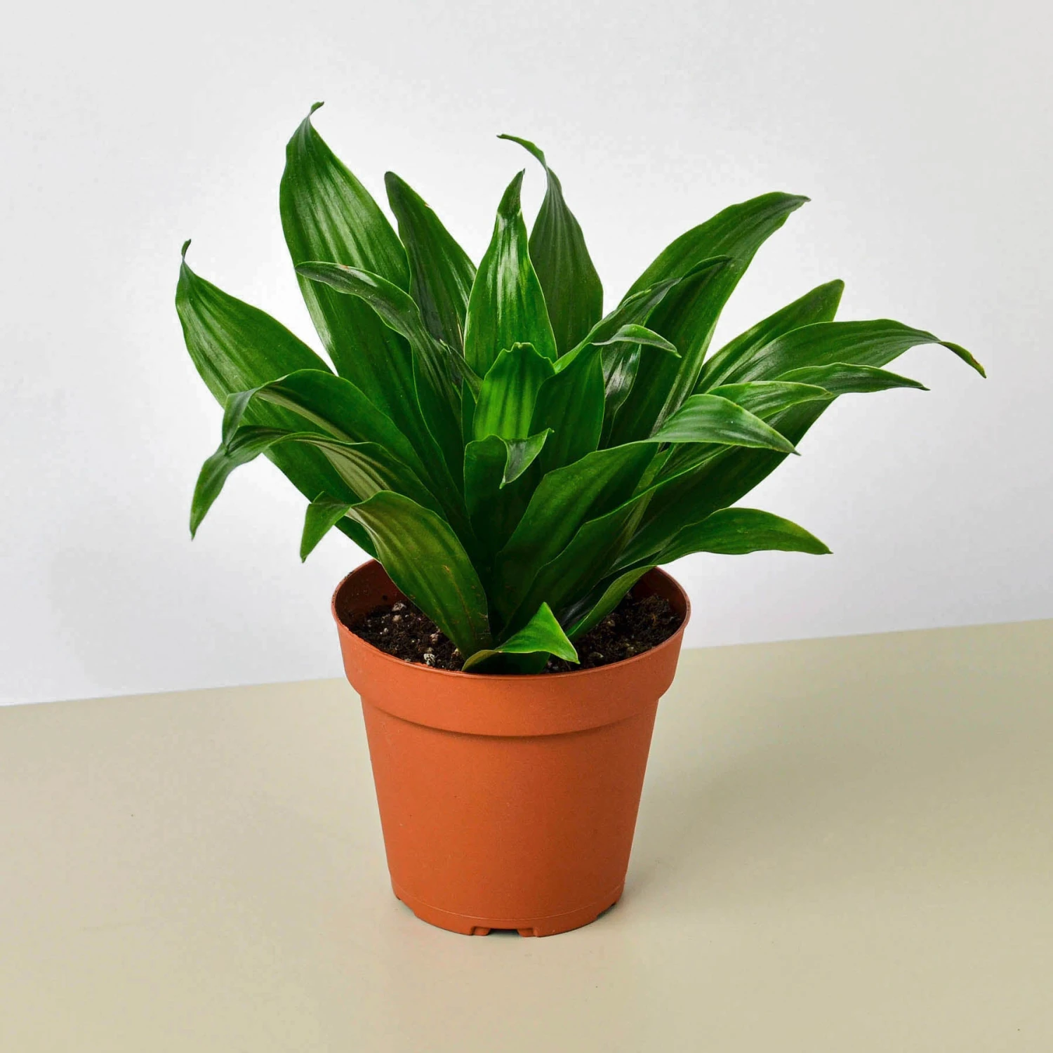 Dracaena 'Janet Craig' 1 Dracaena 'Janet Craig'